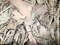 Litoria nigrofrenata