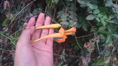 Bignonia longiflora