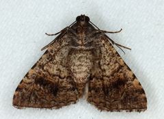 Aporoctena