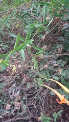 Bignonia longiflora