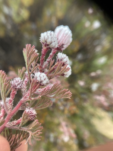 Marshmallow Spiderhead (Serruria aitonii)