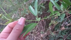 Bignonia longiflora