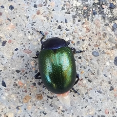 Chrysolina auripennis