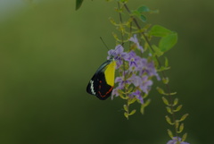 Delias timorensis