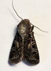 Euxoa divergens