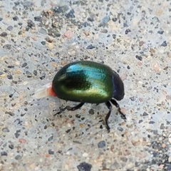 Chrysolina auripennis