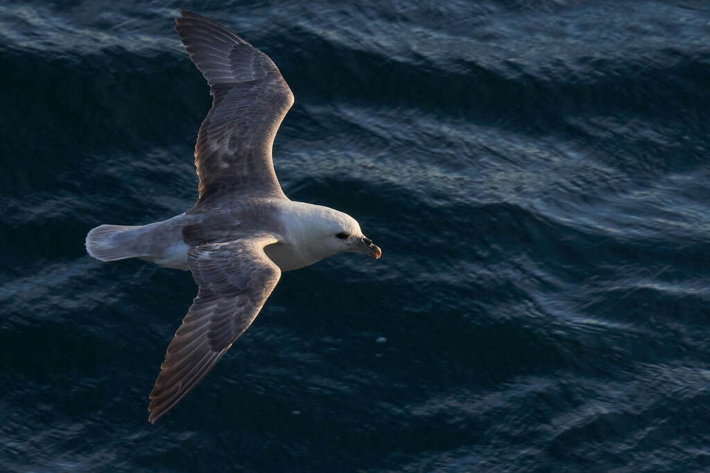 Northern fulmar gliding on stiff wings over dark water