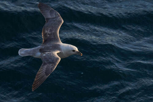 Fulmar boreal (Fulmarus glacialis)