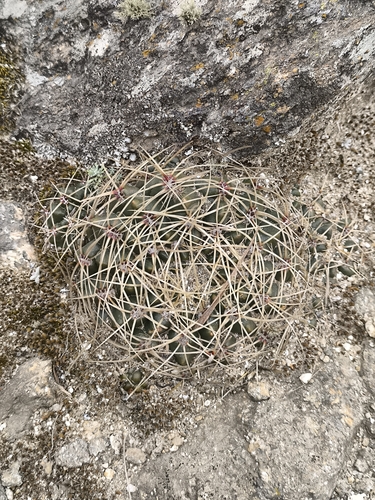 Gymnocalycium monvillei