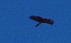 Rostrhamus sociabilis