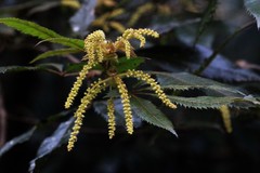 Vesselowskya rubifolia