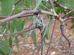 Apiomorpha munita tereticornuta