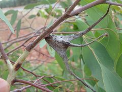 Apiomorpha munita tereticornuta