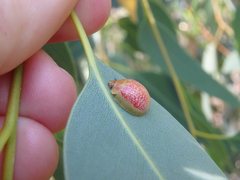 Paropsisterna amoena