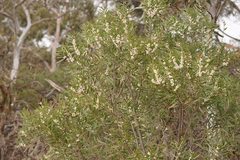 Hakea dactyloides
