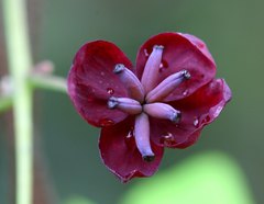 Akebia trifoliata