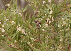 Hakea dactyloides