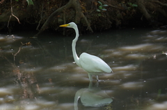 Ardea alba