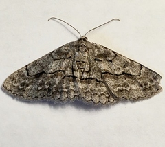 Stenoporpia pulmonaria