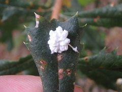 Ceronema dryandrae
