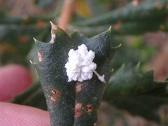 Ceronema dryandrae