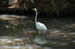 Ardea alba