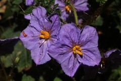 Solanum nobile