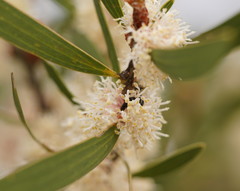 Hakea dactyloides