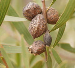 Hakea dactyloides