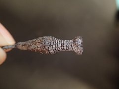 Apiomorpha urnalis