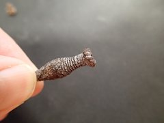 Apiomorpha urnalis
