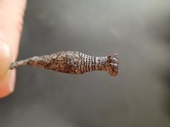 Apiomorpha urnalis