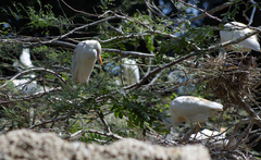 Bubulcus ibis