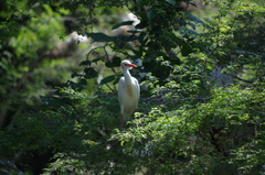 Bubulcus ibis