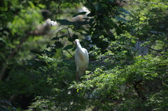 Bubulcus ibis