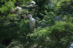 Bubulcus ibis