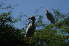 Bubulcus ibis