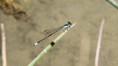 Ischnura cervula
