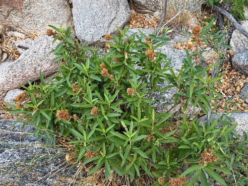 Lemmon's Candyleaf (Stevia lemmonii)