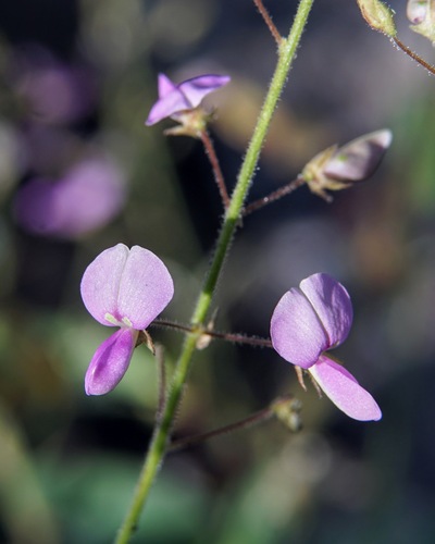 Santa Cruz Island Ticktrefoil (Desmodium psilocarpum)