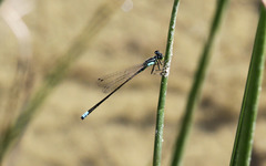 Ischnura cervula