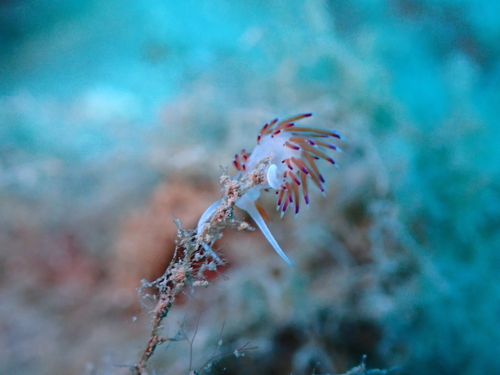 Cratena peregrina