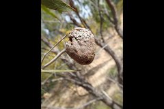 Apiomorpha variabilis