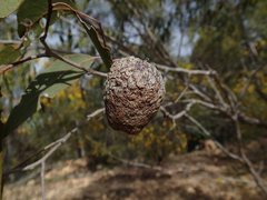 Apiomorpha variabilis