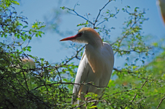 Bubulcus ibis