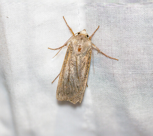 Coast Dart, Loosduinen-do, The Hague, Netherlands, photo 7 of 10