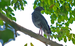 Geranospiza caerulescens