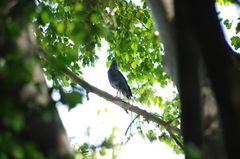 Geranospiza caerulescens