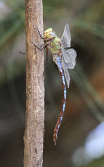 Anax walsinghami