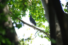 Geranospiza caerulescens